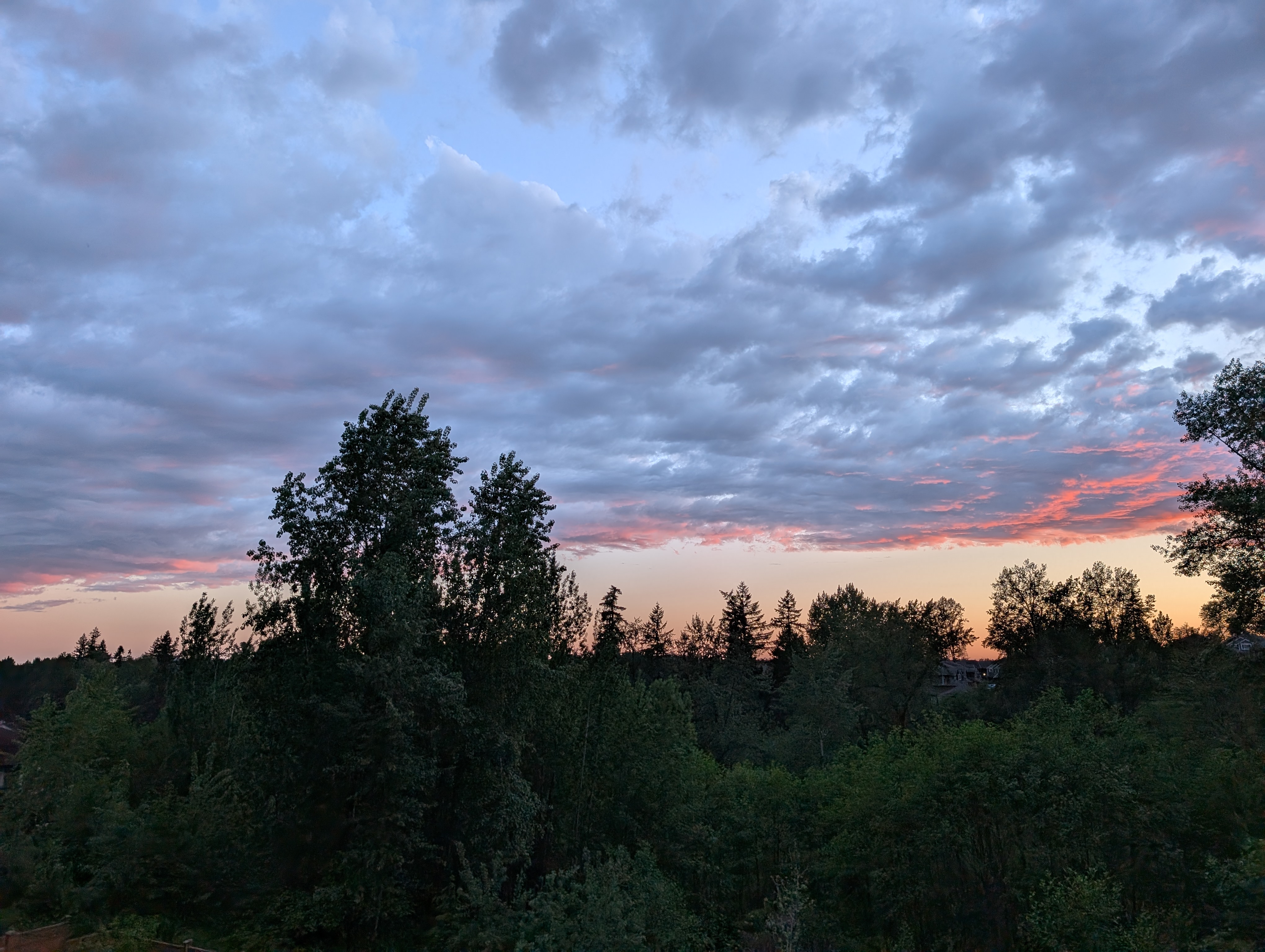 Sunset through forest